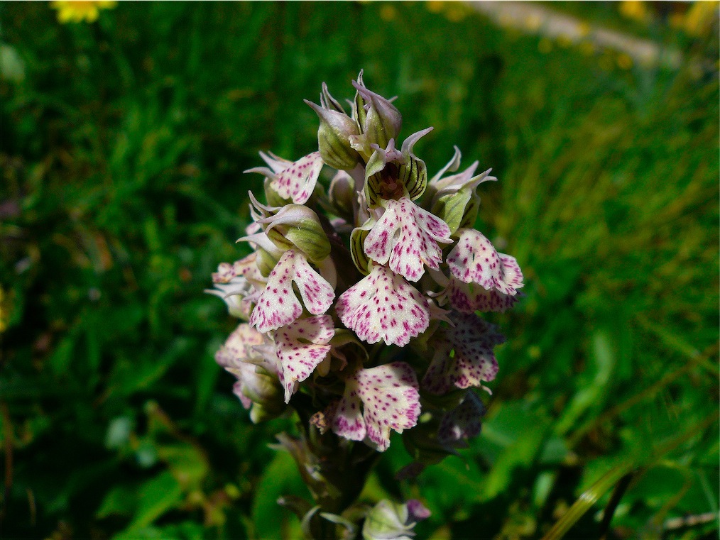 Ophrys , Orchis e ibridi - Orchidee cittadine II